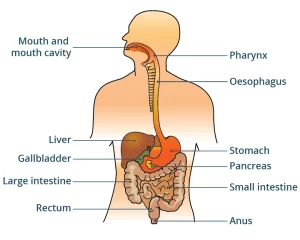 The digestive system in the human body