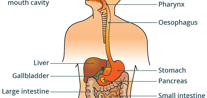The digestive system in the human body