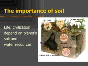 Formation and importance of the soil, How can soil be conserved?, How does soil support the environment? Soil importance