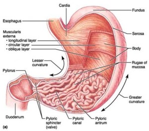 The human stomach