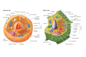What Is the Cell? Structure, Functions, Animal vs Plant Cell Explained Simply Animal cell and plant cells