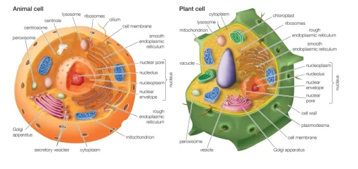 Animal cell and plant cells