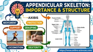 15 Powerful Facts About the Importance and Structure of the Appendicular Skeleton (Complete Guide 2026) Importance and Structure of the Appendicular Skeleton