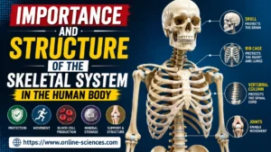 15 Powerful Facts About the Importance and Structure of the Skeletal System in the Human Body Importance and Structure of the Skeletal System