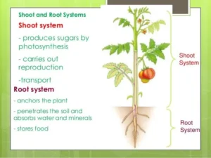 Powerful Root System Explained: Structure & Function in Plants (2026) Root system in plants