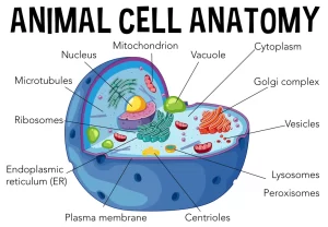Animal Cell Guide 2026: Structure, Functions & Key Organelles You Must Know Structure of animal cell