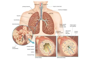 How the Respiration Process Works in Humans: Mechanism & Gas Exchange Explained Respiration process in the human