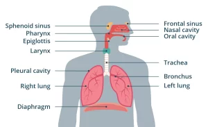 Breathing Life: A Deep Dive into the Human Respiratory System Structure and Vitality Human Respiratory System