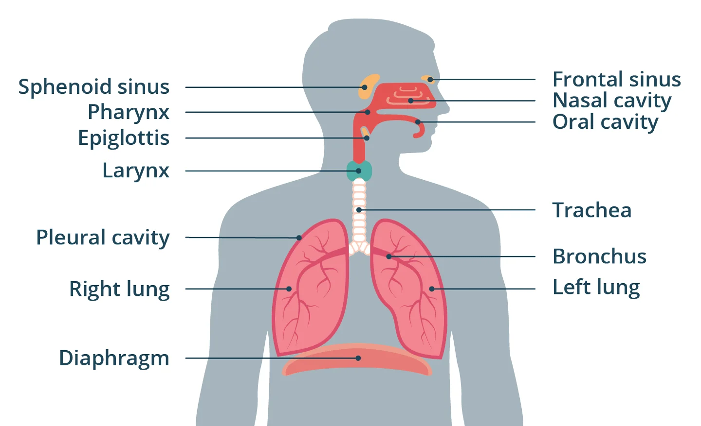 Structure of the human respiratory system Science online