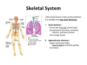 The importance and structure of the skeletal system in the human body The skeletal system in the human body