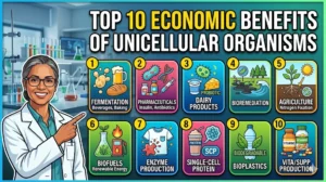 10 Massive Economic Benefits of Unicellular Organisms That Are Worth Billions Top 10 Economic Benefits of Unicellular Organisms