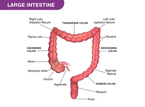 What Does the Large Intestine Really Do? 7 Powerful Functions You Need to Know for Better Digestion Large intestine