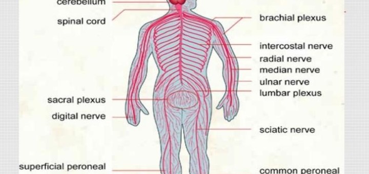 The structure and importance of the nervous system | Science online