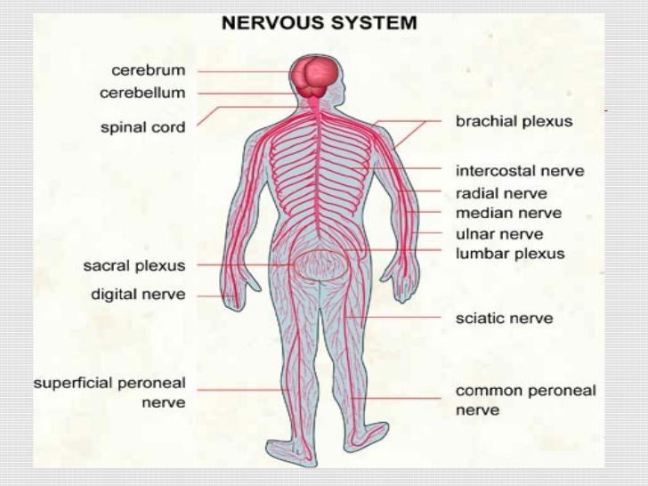 The ways of maintaining the human nervous system | Science online