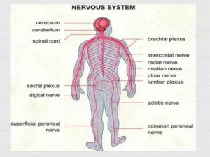 The ways of maintaining the human nervous system Nervous system