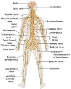 Structure and Importance of the Nervous System: 7 Shocking Facts Explained Nervous system structure