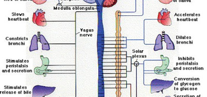 Sensory-somatic nervous system | Science online