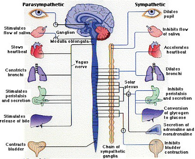 Peripheral nervous system | Science online