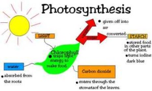 Photosynthesis process 