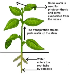 15 powerful Facts About the Transpiration Process and Transmission of Juice in Plants: Complete Guide 2026 Transpiration Process and Transmission of Juice in Plants