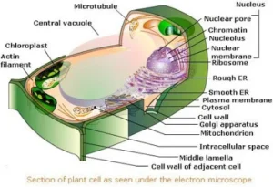 Plant Cell Structure and Organelles Functions Explained | What does the nucleus control? The plant cell