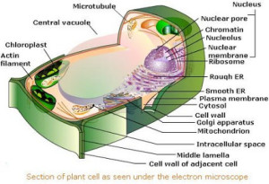 The plant cell