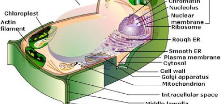 The plant cell