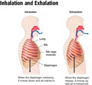 Why the Respiratory System Is Vital: 9 Key Functions & the Life-Saving Importance of Respiration Respiratory system
