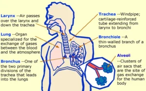 Why the Respiratory System Is Vital: 9 Key Functions & the Life-Saving Importance of Respiration Respiratory system