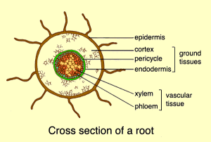 The root hair