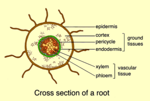 7 Amazing Facts About the Importance of Root Hairs in Absorption of Water and Mineral Salts Root hair