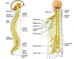 Powerful Function of the Spinal Cord: 7 Essential Roles in the Central Nervous System (2026) Function of the Spinal Cord