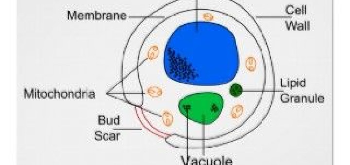 Yeast cell