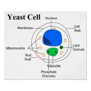 10 Massive Economic Benefits of Unicellular Organisms That Are Worth Billions Yeast cell