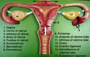 The two ovaries and fallopian tubes in the female reproductive system Female reproductive system