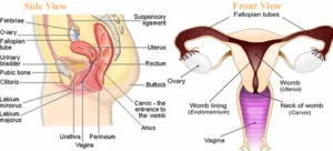 The two ovaries and fallopian tubes in the female reproductive system Female reproductive system