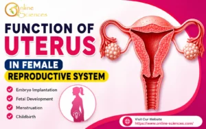 Function of Uterus in Female Reproductive System: 7 Amazing Functions You Should Know Function of Uterus in Female Reproductive System
