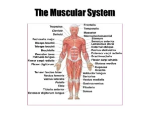 12 powerful Facts About Role of Muscles in Performing Movement – Complete Guide Role of Muscles in Performing Movement