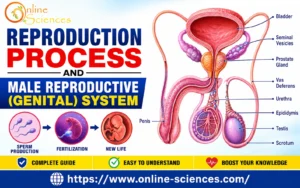 10 Amazing Facts About the Reproduction Process and Male Reproductive (Genital) System Reproduction Process and Male Reproductive (Genital) System