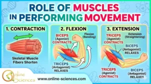12 powerful Facts About Role of Muscles in Performing Movement – Complete Guide Role of Muscles in Performing Movement