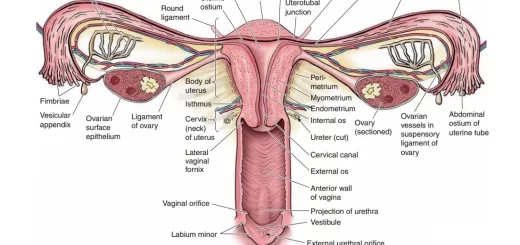 The female reproductive system