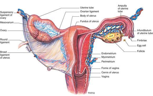 The function of the uterus in the female reproductive system | Science
