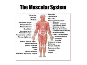 Muscular system 