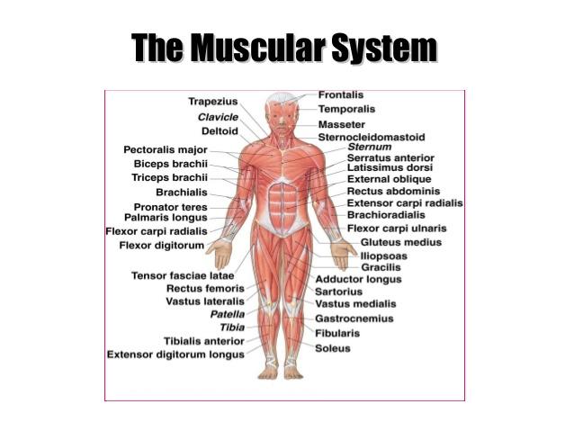 The role of the muscles in performing the movement | Science online