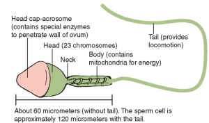 The structure of the sperm in the male reproductive system | Science online