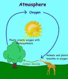 Oxygen Gas: 10 Powerful Facts About Its Amazing Properties, Sources & Cycle Oxygen cycle