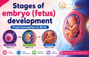 Stages of embryo (fetus) development, 9 Amazing Stages Every Parent Should Know Stages of embryo (fetus) development