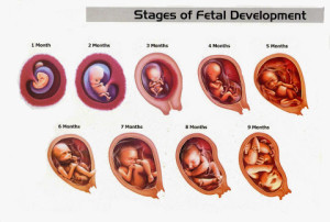 The stages of fetal development