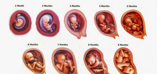 Stages of fetal development | Science online