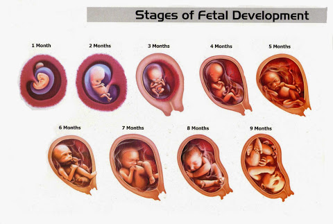Image result for fetal development